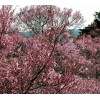 河北园林公司出售木槿，河北园林黄栌，河北乔灌木樱花