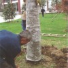 大树移植