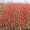 红润木  0.7-1.5米红润木   4-5条红润木