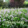 紫花玉簪
