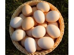 供應柴雞蛋