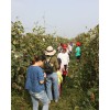 农大老师带孩子参观徐水葡萄采摘基地