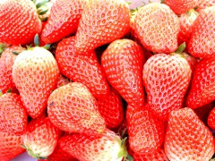 5.22草莓采摘1.jpg
