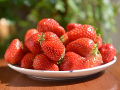 5.22草莓采摘4.jpg