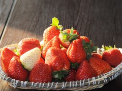 5.22草莓采摘2.jpg