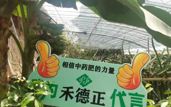 云南滇之农中药肥用于大棚作物的示范田